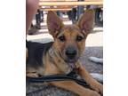 Adopt Clover a Mixed Breed