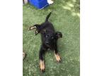 Adopt Nala a Mixed Breed