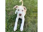 Adopt Kiwi a Mixed Breed