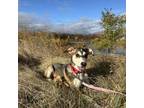 Adopt Papaya a Mixed Breed