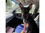 Adopt Annabelle a Mixed Breed