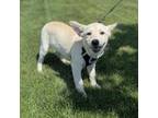 Adopt Burlesque a Husky