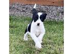 Adopt Chevy Litter: Malibu a Jack Russell Terrier, Australian Shepherd