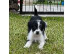 Adopt Chevy Litter: Cavalier a Jack Russell Terrier, Australian Shepherd