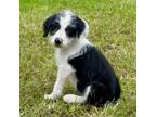 Adopt Chevy Litter: Camaro a Jack Russell Terrier, Australian Shepherd