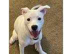 Adopt Chloe a Dogo Argentino