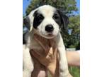 Adopt Panda a Border Collie
