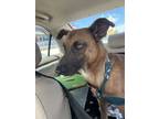 Adopt Kahlessi a Pumi