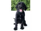 Adopt Dorothy a Labrador Retriever
