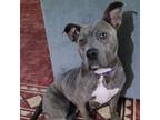 Adopt Picasso a Pit Bull Terrier