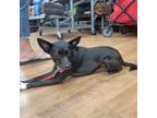 Adopt Blaze a Mixed Breed