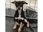Adopt Jan (AKA Tink) a Mixed Breed