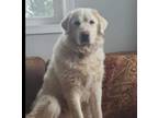 Adopt Sky a Great Pyrenees