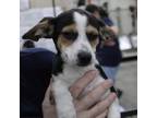 Adopt Cha Cha a Mixed Breed
