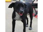 Adopt Marty (aka Houdini) a Mixed Breed