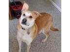 Adopt Lizzie a Mixed Breed