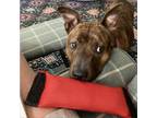 Adopt Yancy a Mountain Cur, Mixed Breed