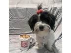 Adopt Marley a Shih Tzu, Mixed Breed