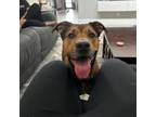 Adopt June Bug a Black Mouth Cur, Mixed Breed