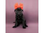 Adopt Olivia a German Shepherd Dog, Mixed Breed