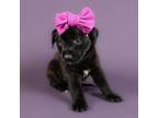 Adopt Zoey a German Shepherd Dog, Mixed Breed