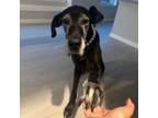 Adopt Dana a Great Dane