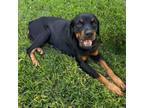Adopt Favi a Rottweiler