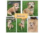 Adopt Jasmine a Mixed Breed