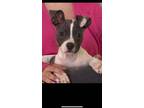 Adopt Hope a Mixed Breed