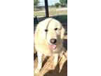 Adopt Heather a Great Pyrenees