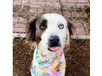 Adopt Mavis a Australian Shepherd, Spaniel