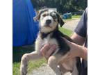 Adopt Elsa a Husky