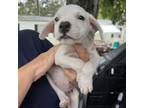Adopt Snorri a Mixed Breed