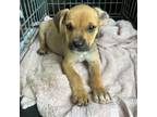 Adopt Jojo a Mixed Breed