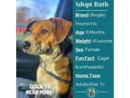 Adopt Ruth a Beagle, Hound
