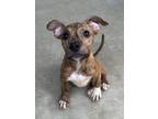 Adopt Thimble a Mixed Breed