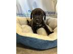 Adopt Mal a Mixed Breed