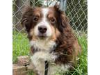 Adopt Rodeo a Australian Shepherd
