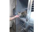 Adopt Lucy a Domestic Short Hair
