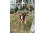 Adopt Keyla a Shepherd