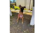 Adopt Nova a Great Dane