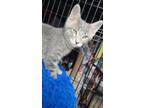 Adopt Karkat a American Shorthair