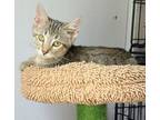 Adopt Moonpie a American Shorthair