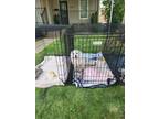 Adopt Snowball a American Eskimo Dog