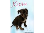 Adopt Kirra a Rottweiler, Dachshund