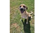 Adopt Butters a Shepherd