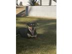 Adopt Millie a Australian Kelpie