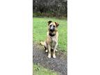 Adopt Rocky a German Shepherd Dog