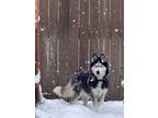 Adopt Kira a Siberian Husky