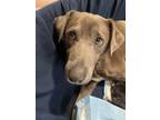 Adopt Olive a Labrador Retriever